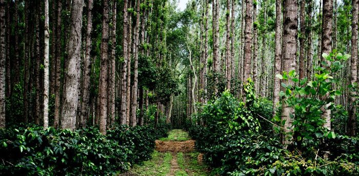 4-nights-5-days-chikmagalur-and-coorg